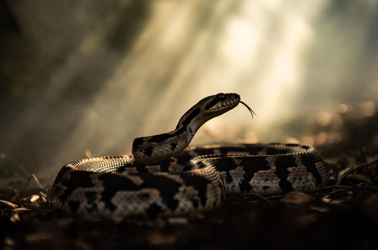 सपने में सांप देखना शुभ या अशुभ? जानें इसका सही अर्थ 1 सपने में सांप देखना