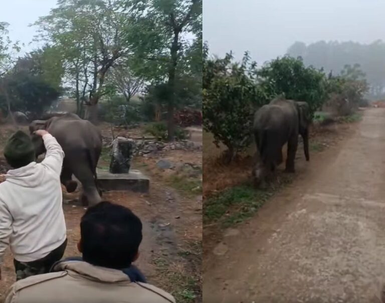 हरिद्वार के लालढांग गांव में घुसा हाथी का बच्चा | खेतों में मची अफरा-तफरी