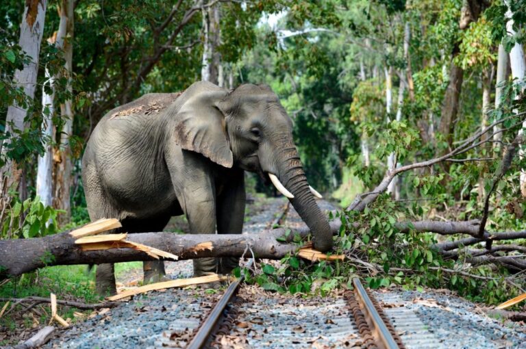 लच्छीवाला में हाथी ने रेलवे ट्रैक पर गिराया पेड़