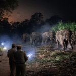 साहबनगर में हाथियों का हमला | दो बीघा गेहूं की फसल बर्बाद