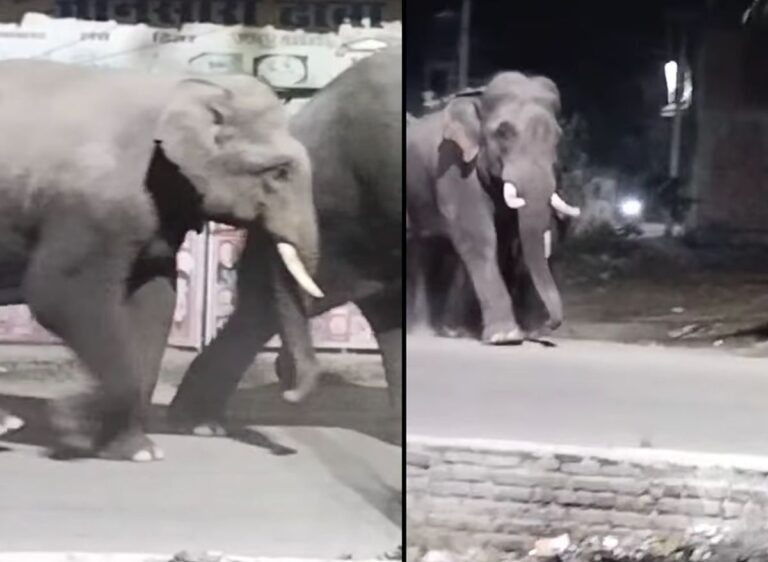 हरिद्वार: मुख्य सड़क पर जंगली हाथियों की एंट्री से सनसनी, लोग लाइट दिखाकर हटाते दिखे