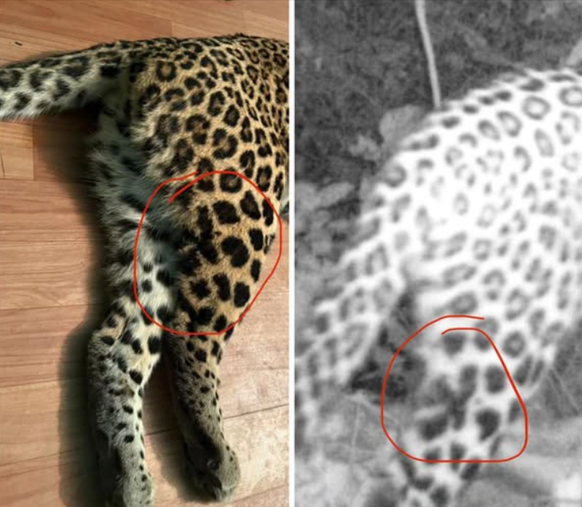 गजल्ड क्षेत्र में आतंक मचाने वाला गुलदार मारा गया, वन विभाग का अभियान सफल