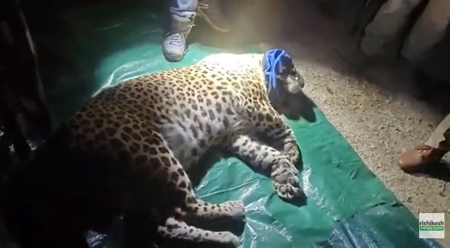 आदमखोर गुलदार पकड़ा गया