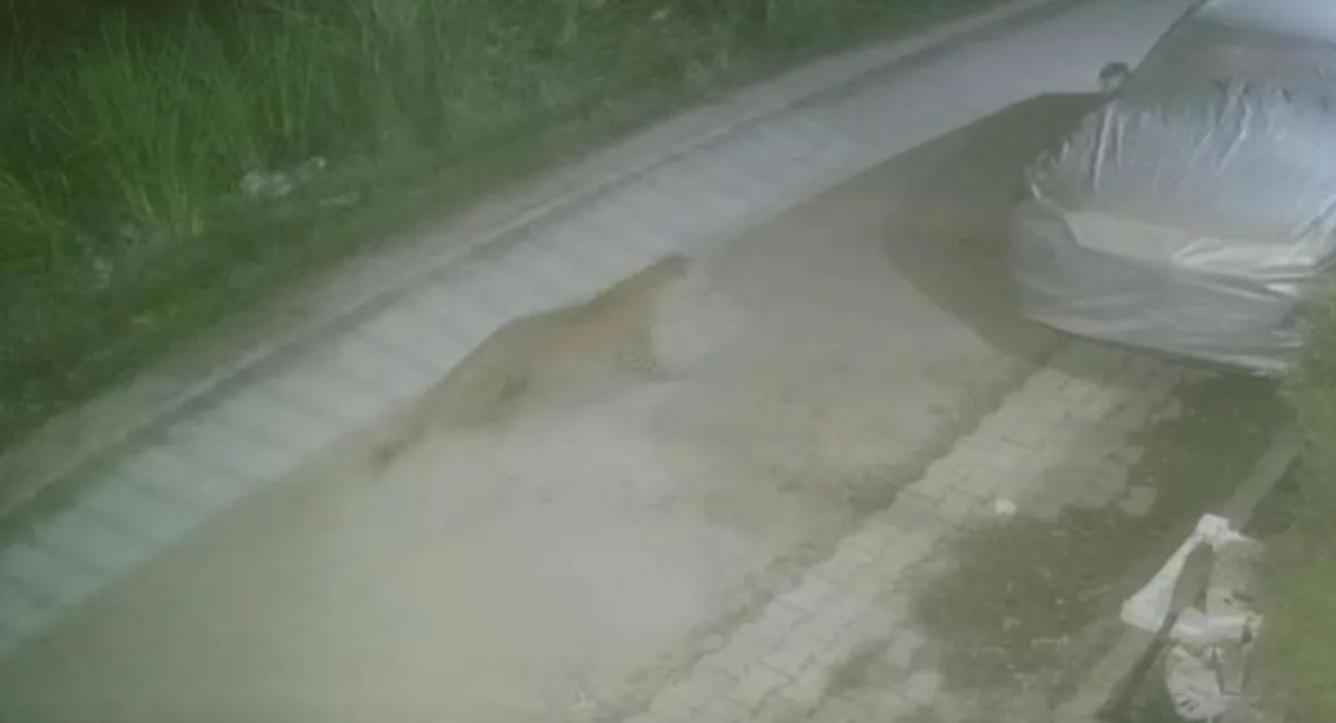 रायवाला के छिद्दरवाला में गुलदार की दहशत, CCTV में कैद हुई चहलकदमी 1 रायवाला में गुलदार का आतंक | CCTV में कैद हुआ पीछा करते वीडियो