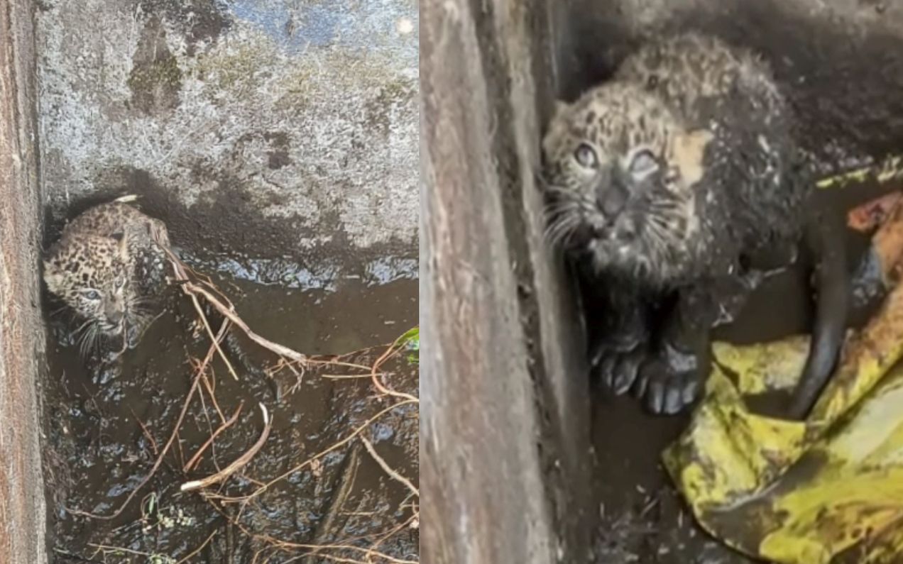 ऋषिकेश समाचार, गुलदार शावक रेस्क्यू, शिवपुरी रेंज, वन विभाग, वन्यजीव संरक्षण, नरेंद्रनगर वन प्रभाग, चमोली-टिहरी वन्यजीव