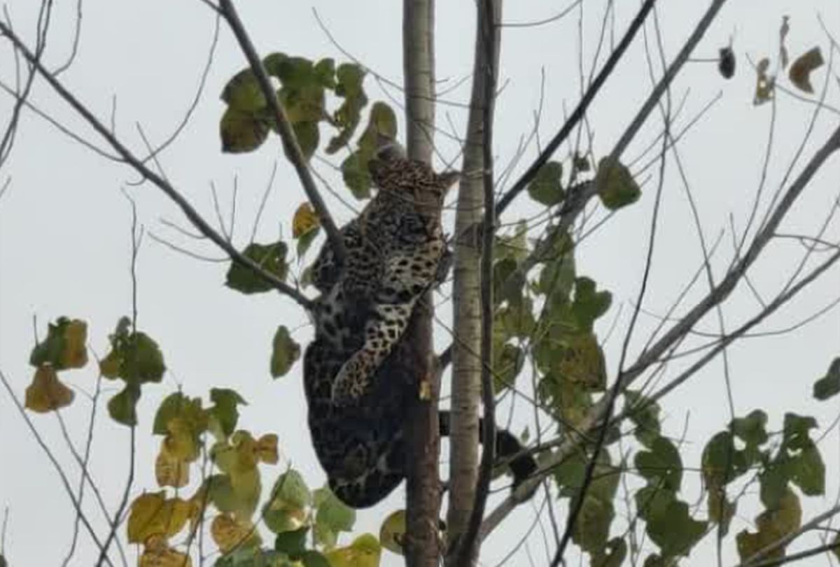 हरिद्वार, पथरी, गुलदार, वन विभाग, रेस्क्यू, वन्यजीव समाचार