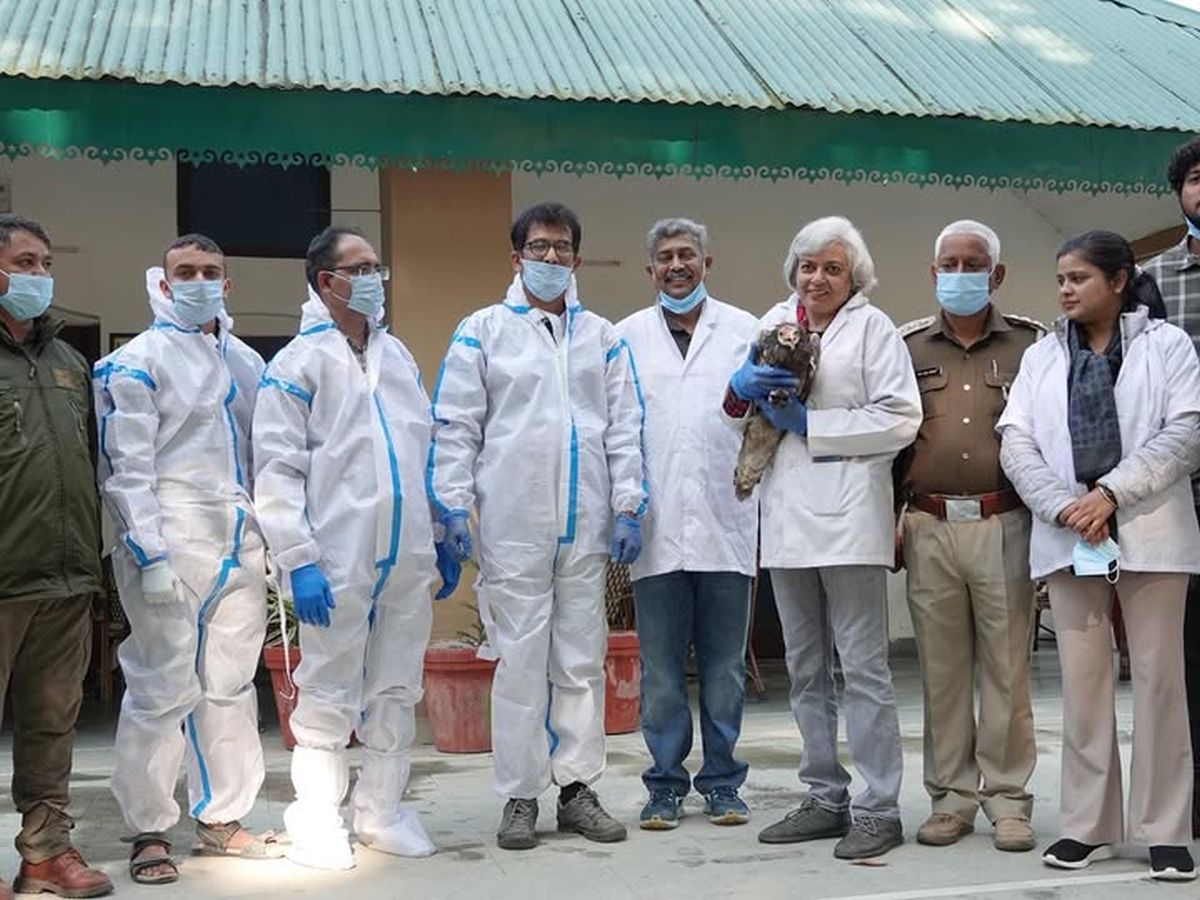 गिद्ध संरक्षण को नई गति, मोतीचूर रेंज में इजिप्शियन वल्चर पर लगाया गया GPS टैग