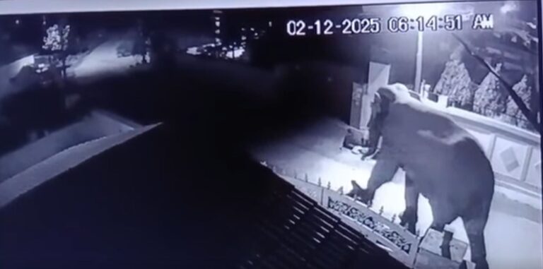 डोईवाला समाचार, हाथियों की आवाजाही, लच्छीवाला रेंज, मानव वन्यजीव संघर्ष, देहरादून समाचार