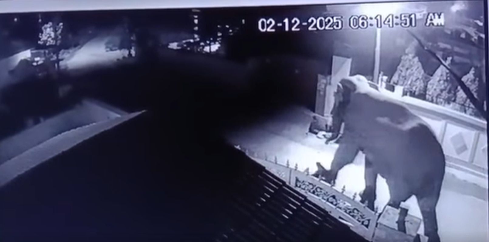 डोईवाला समाचार, हाथियों की आवाजाही, लच्छीवाला रेंज, मानव वन्यजीव संघर्ष, देहरादून समाचार