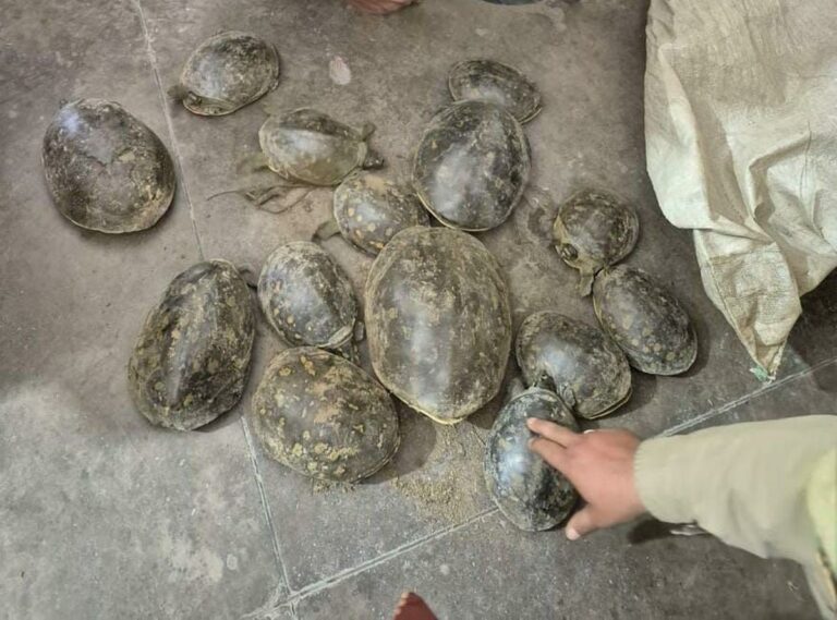 रायवाला पुलिस, कछुआ तस्करी, देहरादून समाचार, वन्यजीव संरक्षण, एसएसपी अभियान