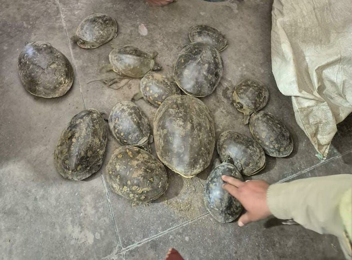 रायवाला पुलिस, कछुआ तस्करी, देहरादून समाचार, वन्यजीव संरक्षण, एसएसपी अभियान