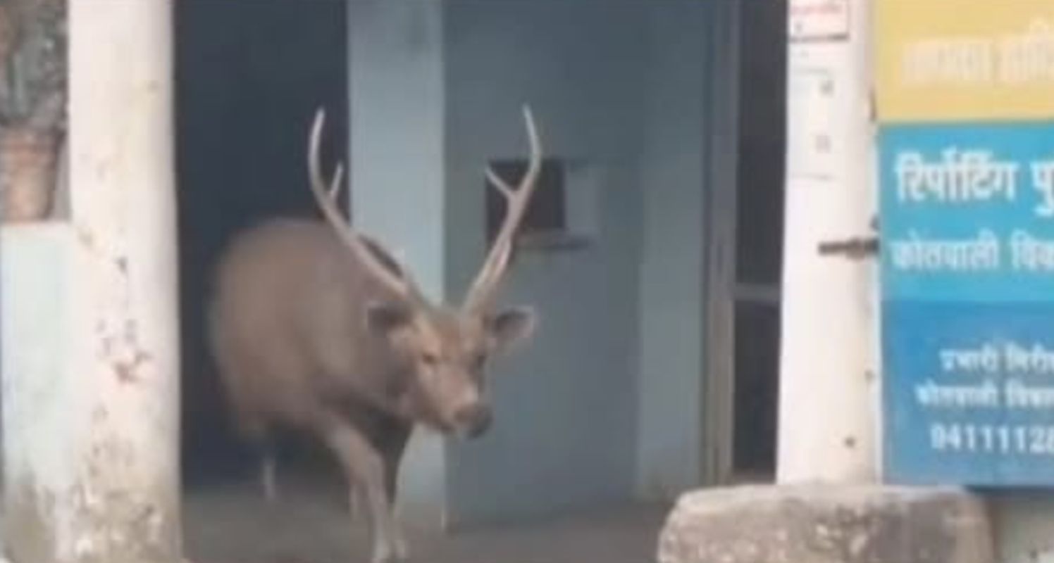 कुल्हाल पुलिस चौकी में घुसा सांभर, देर शाम मची अफरा-तफरी 1 तिमली रेंज के पास वन्यजीवों की आवाजाही बढ़ी, कुल्हाल चौकी में सांभर घुसा