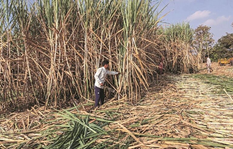 गन्ना किसानों को बड़ी राहत, पेराई सत्र 2025–26 के लिए मूल्य वृद्धि का आदेश जारी 8 गन्ना मूल्य वृद्धि, उत्तराखंड कृषि समाचार, चीनी मिलें, गन्ना किसान, पेराई सत्र 2025