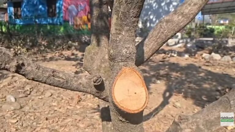 थानों गांव, पेड़ कटाई, अवैध प्लाटिंग, देहरादून ग्रामीण क्षेत्र, पर्यावरण क्षति, Uttarakhand News