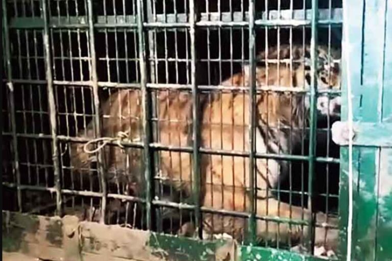 जयहरीखाल में दहशत फैलाने वाला बाघ पकड़ा गया, ग्रामीणों को राहत 2 जयहरीखाल में दहशत फैलाने वाला बाघ पकड़ा गया