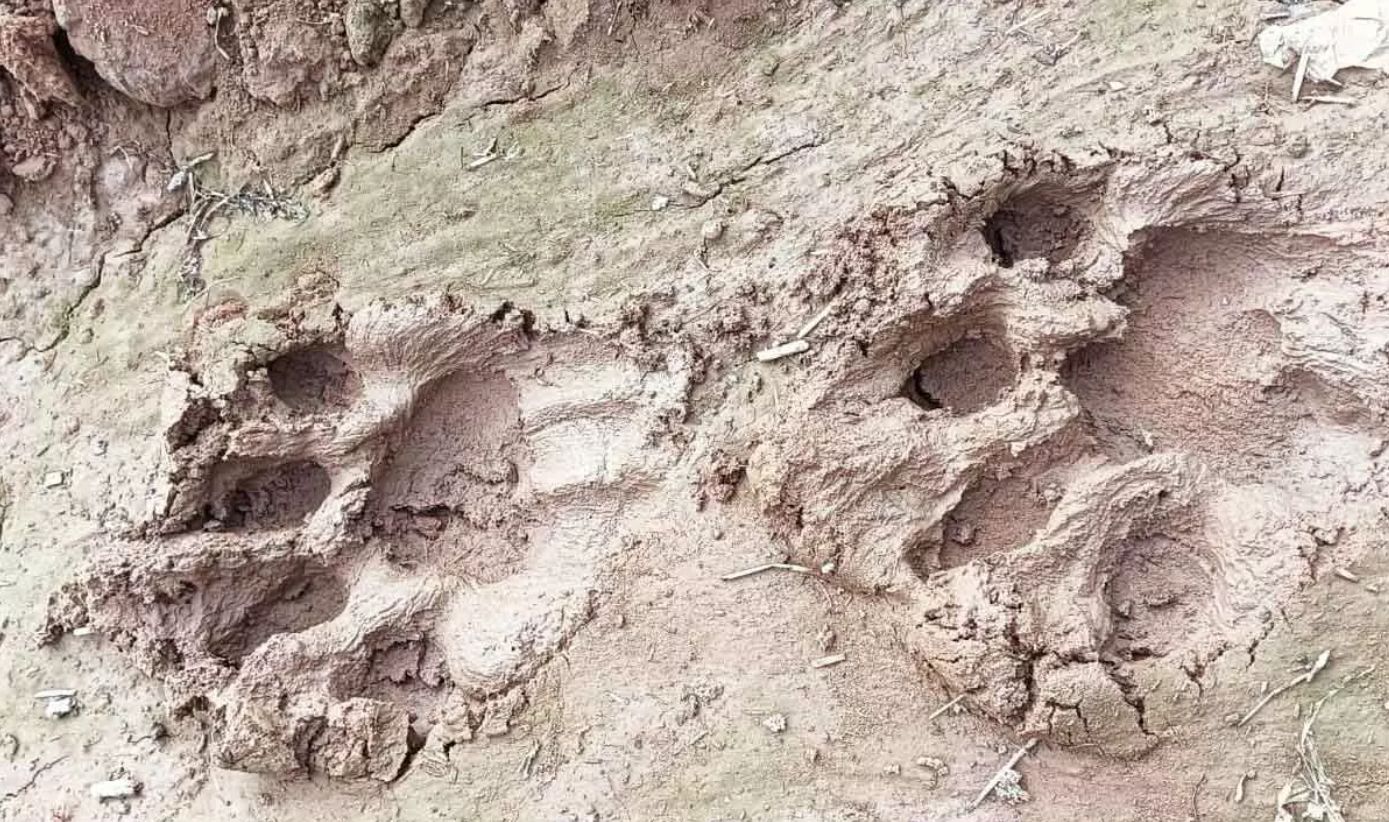 देहरादून वन प्रभाग की बड़कोट रेंज में बाघ गणना शुरू