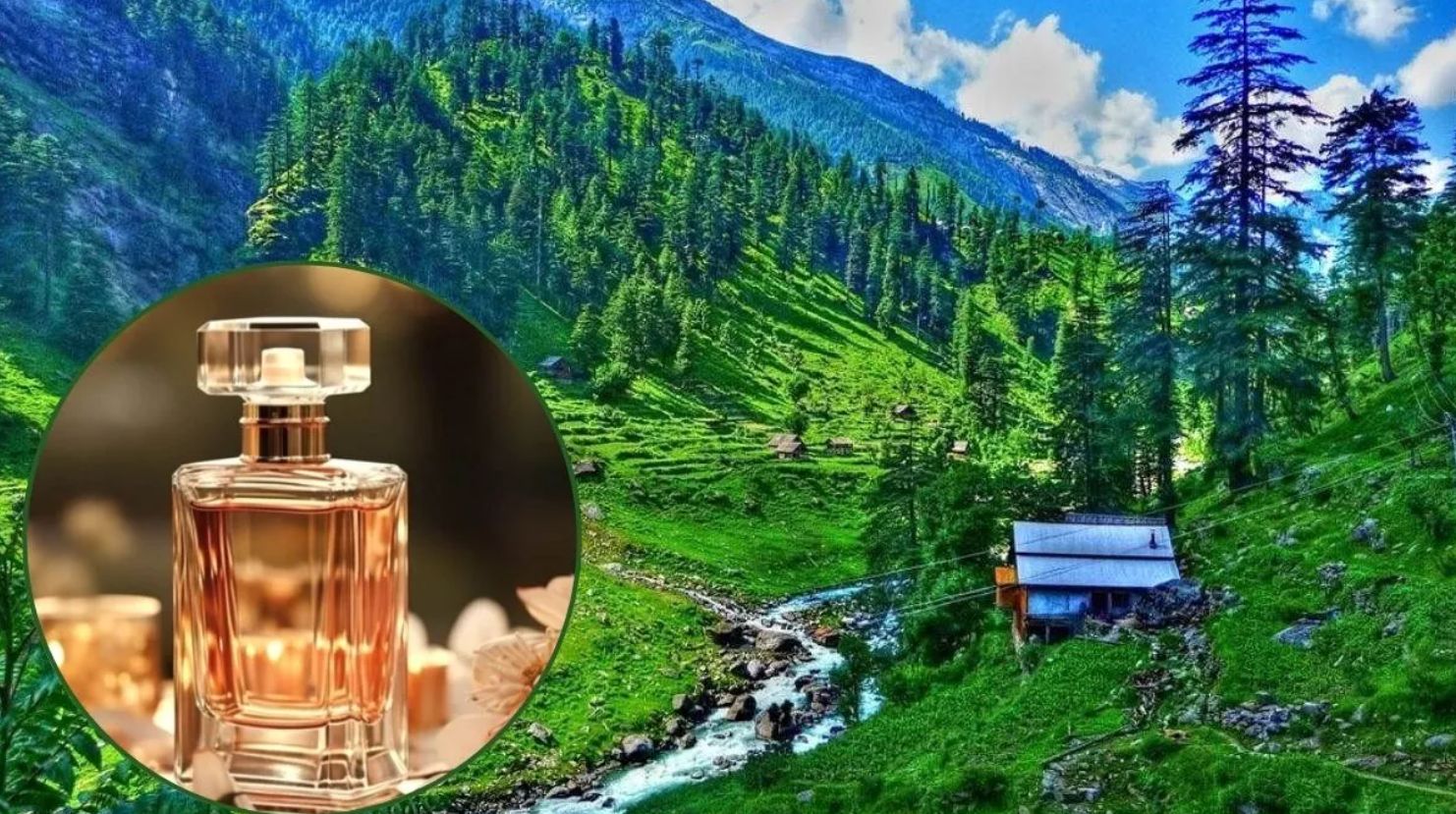 उत्तराखंड का टिमरू