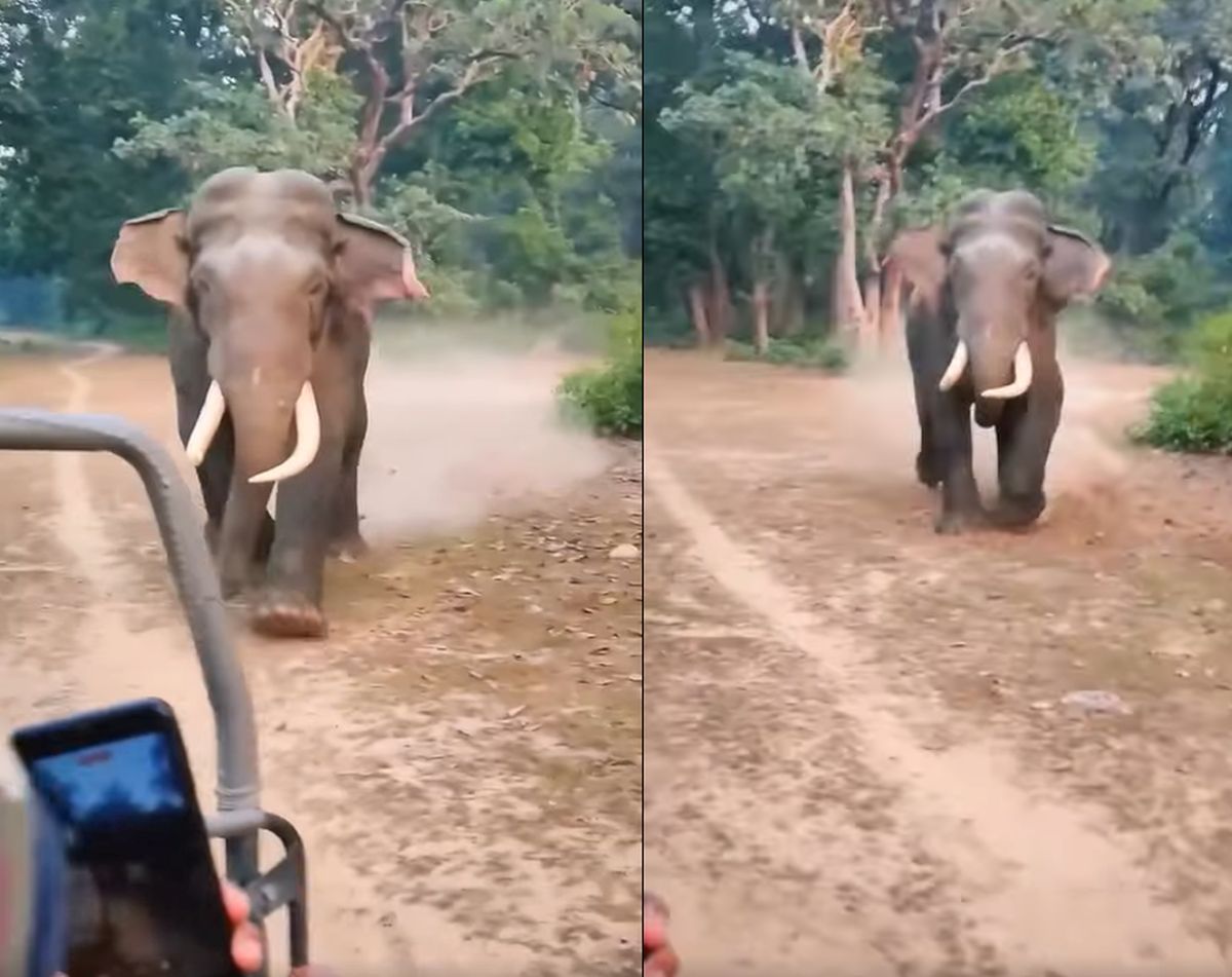 कॉर्बेट पार्क, अमानगढ़ टाइगर रिज़र्व, टस्कर हाथी, जंगल सफारी, वायरल वीडियो, बिजनौर न्यूज, रामनगर न्यूज