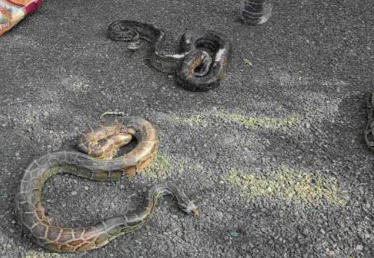 रामनगर में आबादी क्षेत्र से तीन विशाल अजगर और एक कोबरा का सफल रेस्क्यू 5 रामनगर में अजगर और कोबरा का रेस्क्यू | वन विभाग की बड़ी कार्रवाई