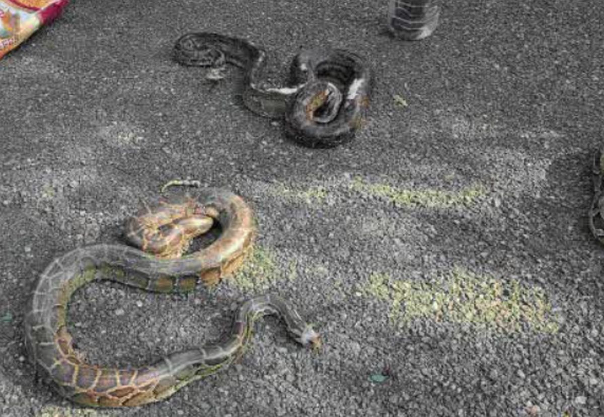 रामनगर में अजगर और कोबरा का रेस्क्यू | वन विभाग की बड़ी कार्रवाई