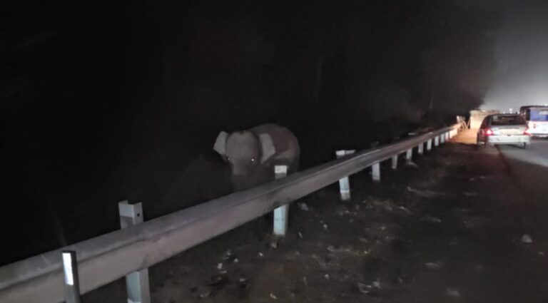 राजाजी टाइगर रिजर्व में शिशु हाथी फंसा | हाईवे किनारे दो दिन से खड़ा