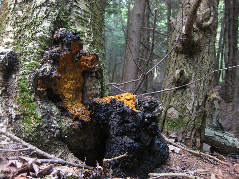 उत्तराखंड के हिमालय में मिला चागा मशरूम | कैंसर से लड़ने वाला औषधीय खजाना