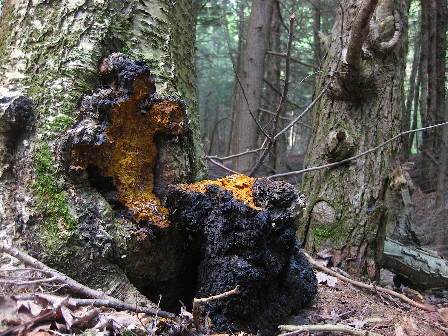 उत्तराखंड के हिमालय में मिला चागा मशरूम | कैंसर से लड़ने वाला औषधीय खजाना