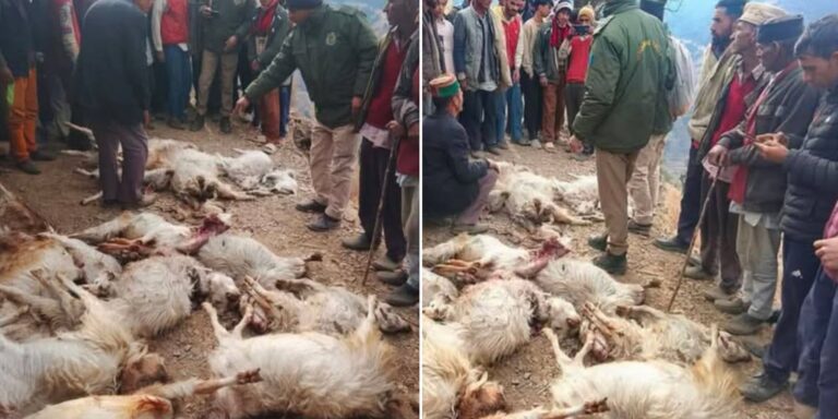 चकराता में गुलदार का आतंक | 19 बकरियां मारीं, पशुपालक पर हमला