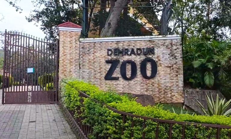 देहरादून चिड़ियाघर में ठंड का असर | स्नेक हाउस सूना, बाघ बने आकर्षण