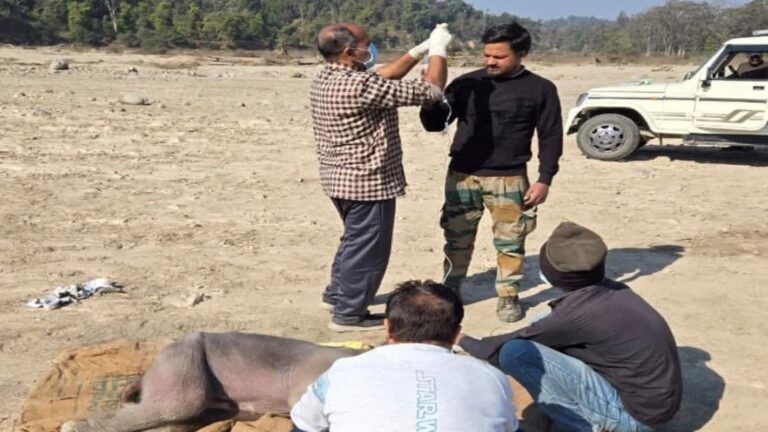 हरिद्वार के जंगल में नवजात हाथी शिशु का रेस्क्यू | वन विभाग की बड़ी कार्रवाई