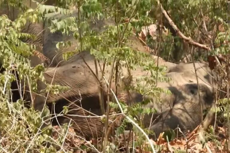 कॉर्बेट में कैमरे में कैद हुआ दुर्लभ पल, जंगल में आराम करता दिखा विशाल हाथी 5 कॉर्बेट में दिखा हाथी का दुर्लभ विश्राम | Viral Wildlife Video