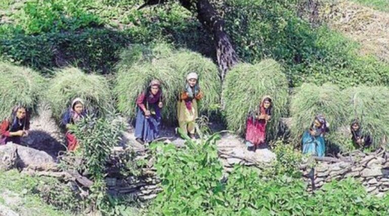 घसियारी कल्याण योजना में संकट | पर्वतीय पशुपालकों को क्यों नहीं मिल रहा चारा?