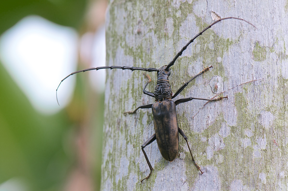 देहरादून वन, साल के पेड़, होपलो कीट, वन विभाग, पर्यावरण