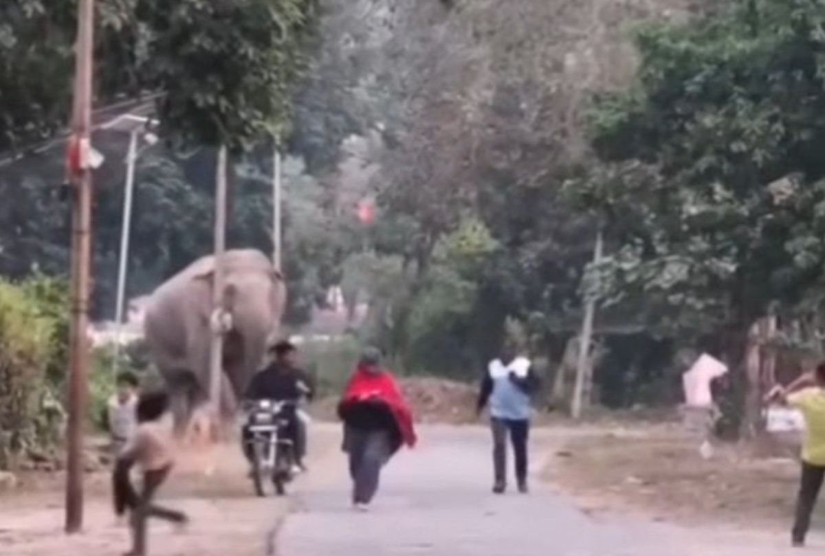 वन्यजीव सुरक्षा नियमों की अनदेखी, ढेला रेंज की घटना से मचा हड़कंप