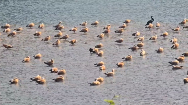 कोसी नदी बनी सुरक्षित आवास, रामनगर में सुर्खाब की संख्या में इजाफा