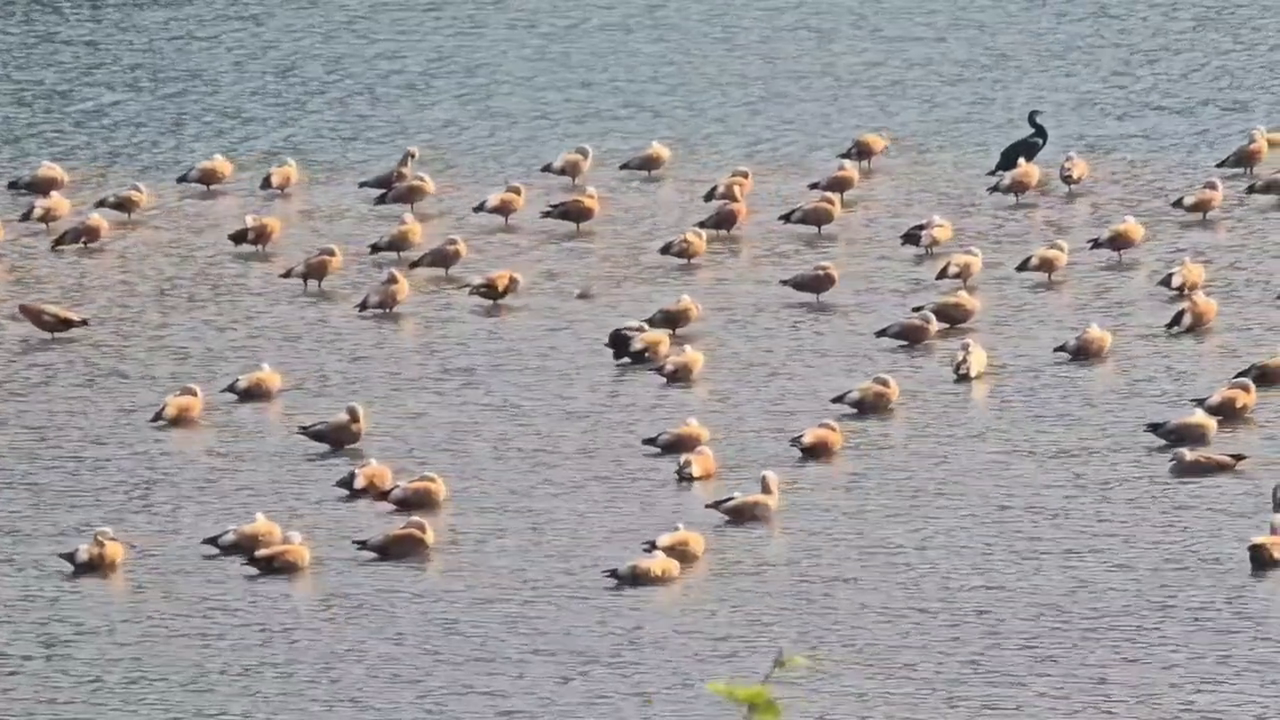 कोसी नदी बनी सुरक्षित आवास, रामनगर में सुर्खाब की संख्या में इजाफा