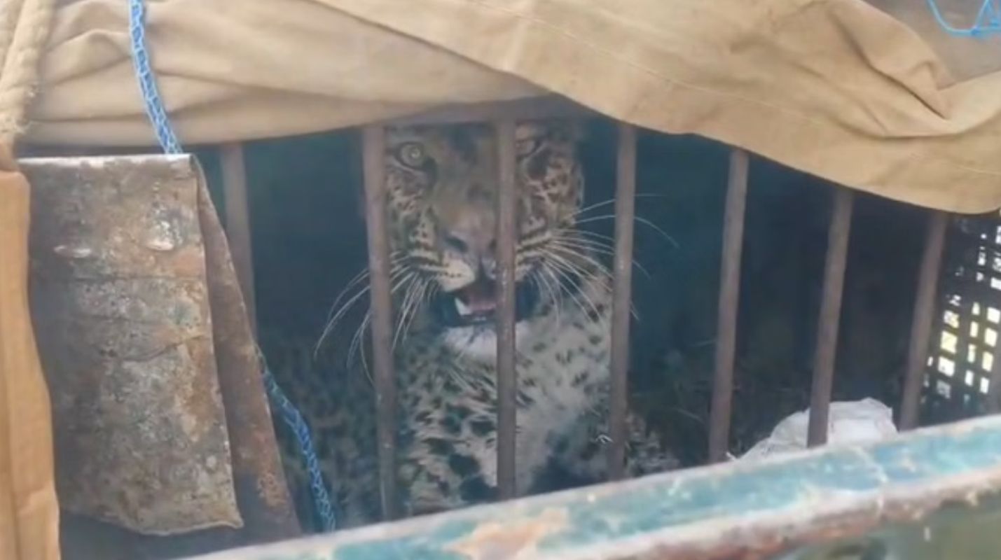 रुद्रप्रयाग में गुलदार आतंक, जखोली में तीन गुलदार दिखे