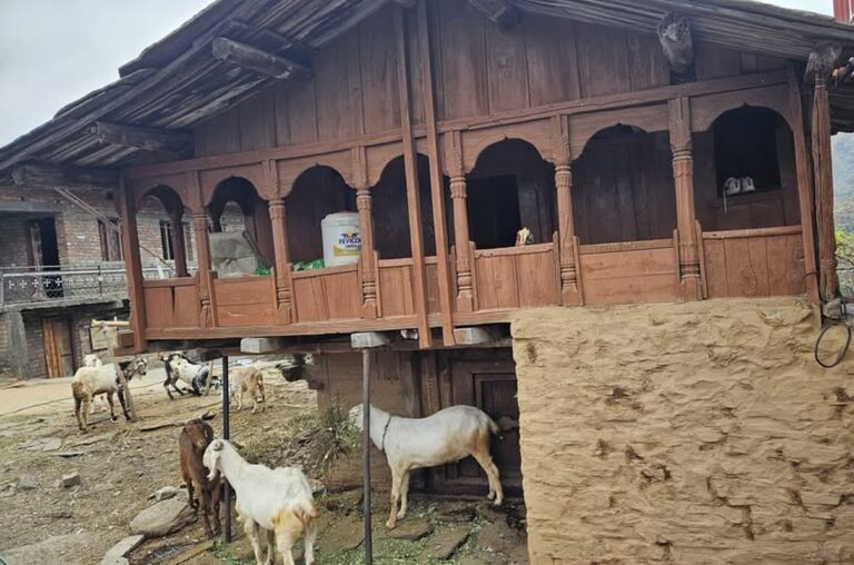 जौनसार बावर में माघ मरोज पर्व की शुरुआत | हनोल कयलू मंदिर से खास रिपोर्ट