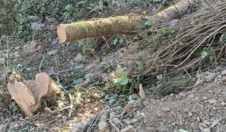 मसूरी में अवैध पेड़ कटान | भू-माफियाओं पर वन विभाग की कार्रवाई