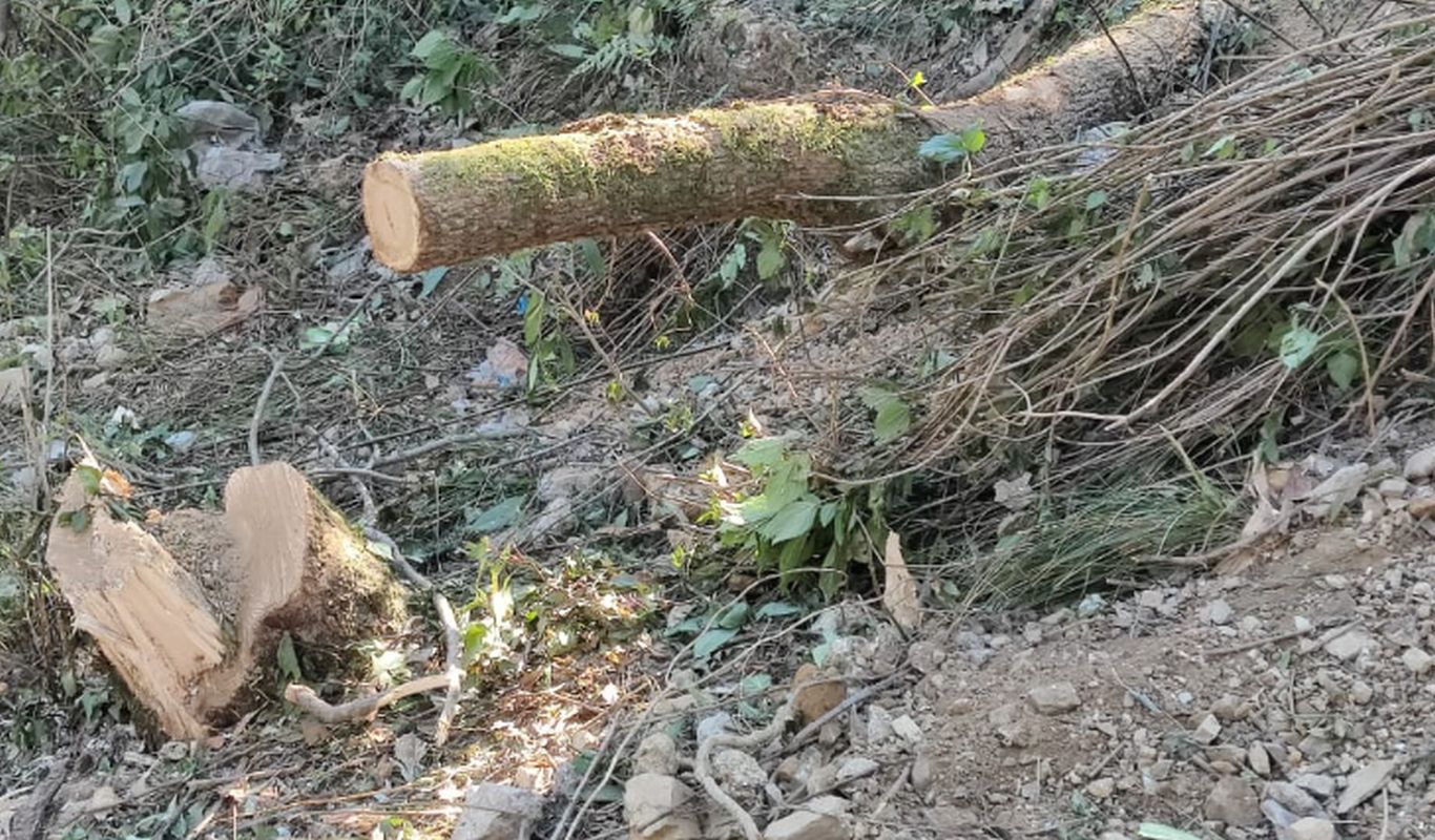 मसूरी में अवैध पेड़ कटान | भू-माफियाओं पर वन विभाग की कार्रवाई