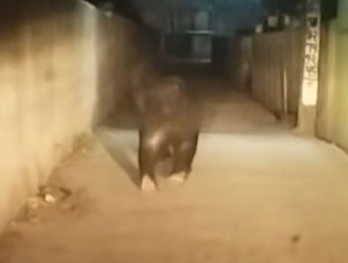 खदरी खड़कमाफ में भालू की दहशत | सीसीटीवी में कैद हुई पूरी घटना