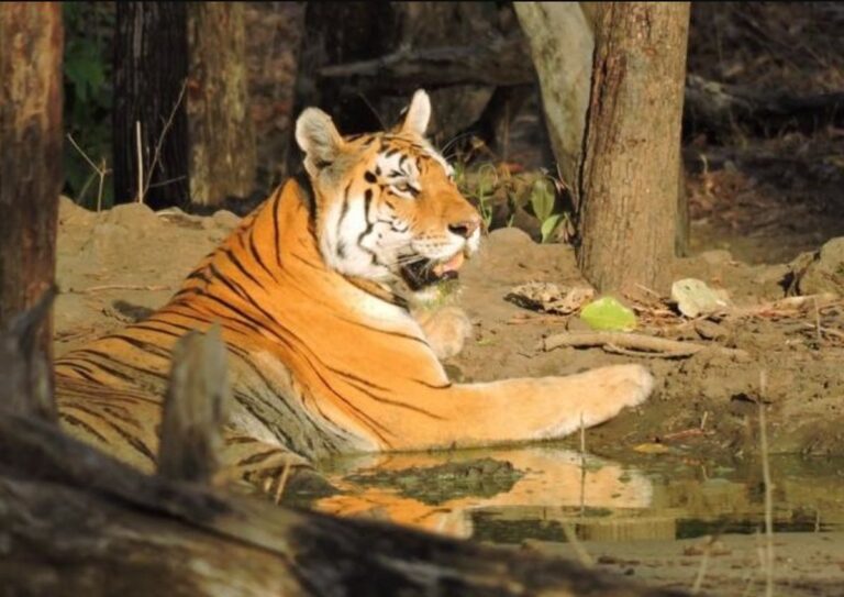 बाघिन दिन में क्या करती है? | GPS कॉलर से हुआ बड़ा खुलासा