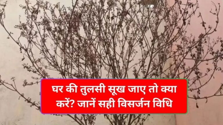 तुलसी विसर्जन के नियम