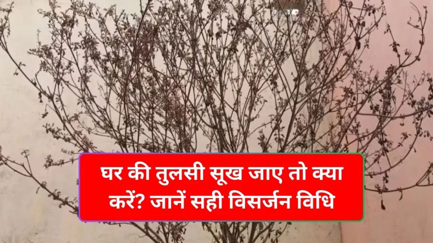 तुलसी विसर्जन के नियम