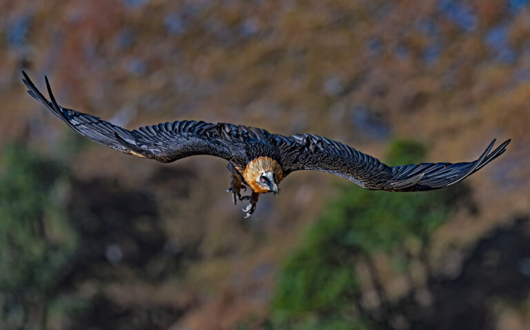 कॉर्बेट में शिकारी पक्षियों पर सैटेलाइट टैगिंग | उत्तराखंड की बड़ी पहल