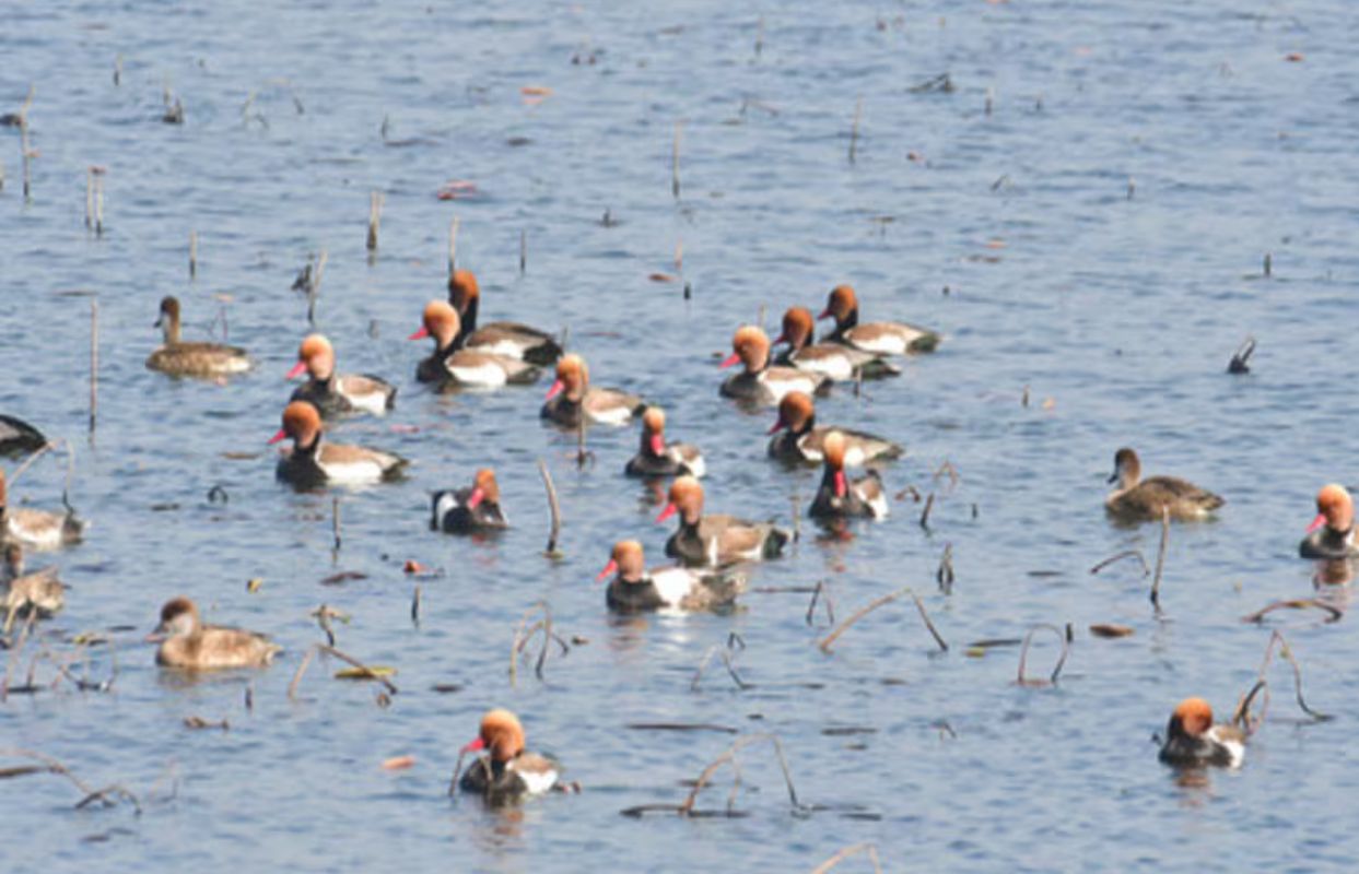 उत्तराखंड में एशियन वाटरबर्ड सेंसस | 53 प्रजातियां, 18 हजार से अधिक पक्षी