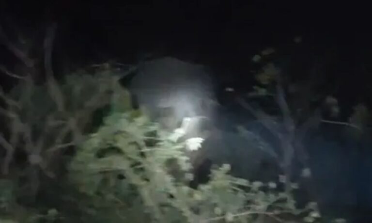 अपशिष्ट निस्तारण पर सवाल, खोई फेंकने से हाथी आबादी की ओर आकर्षित