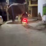 हरिद्वार में हाथियों के पीछे स्कूटी | वायरल वीडियो पर वन विभाग सख्त
