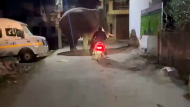 हरिद्वार में हाथियों के पीछे स्कूटी | वायरल वीडियो पर वन विभाग सख्त