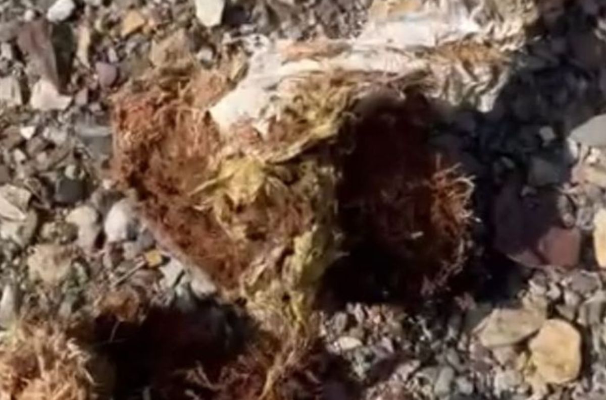 देहरादून में हाथियों के मल में पाई गई पालीथिन, बढ़ी वन्यजीवों की चिंता